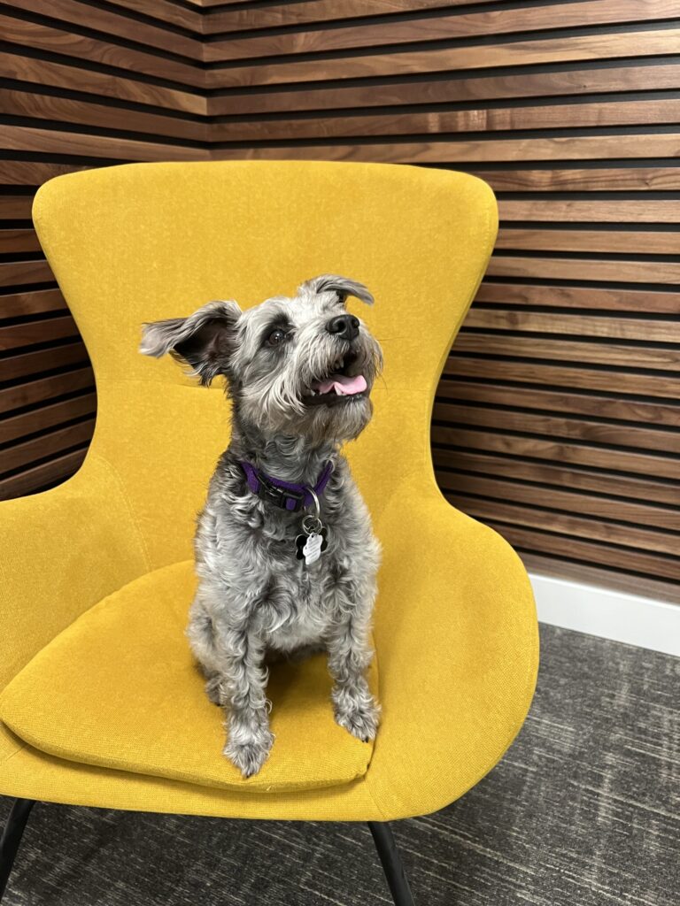 Dog sitting in chair at West 5 London