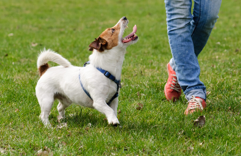 Man walking dog