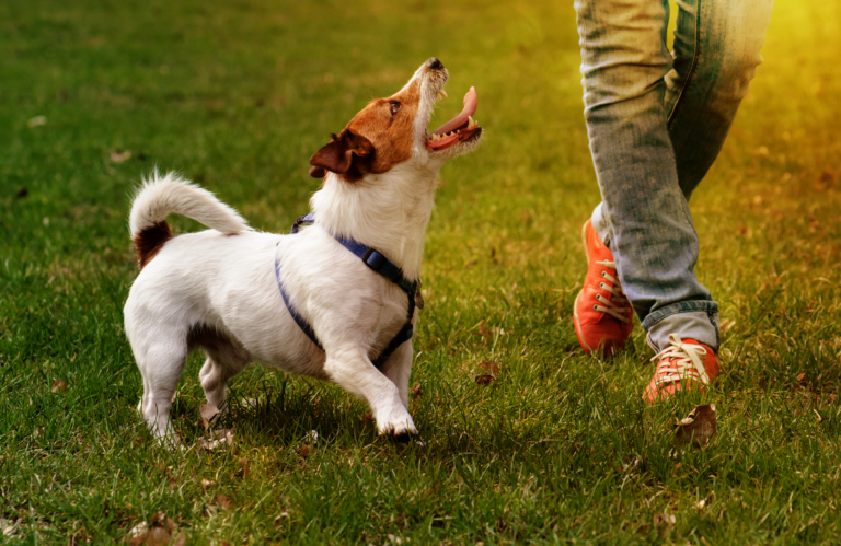 Man walking his dog